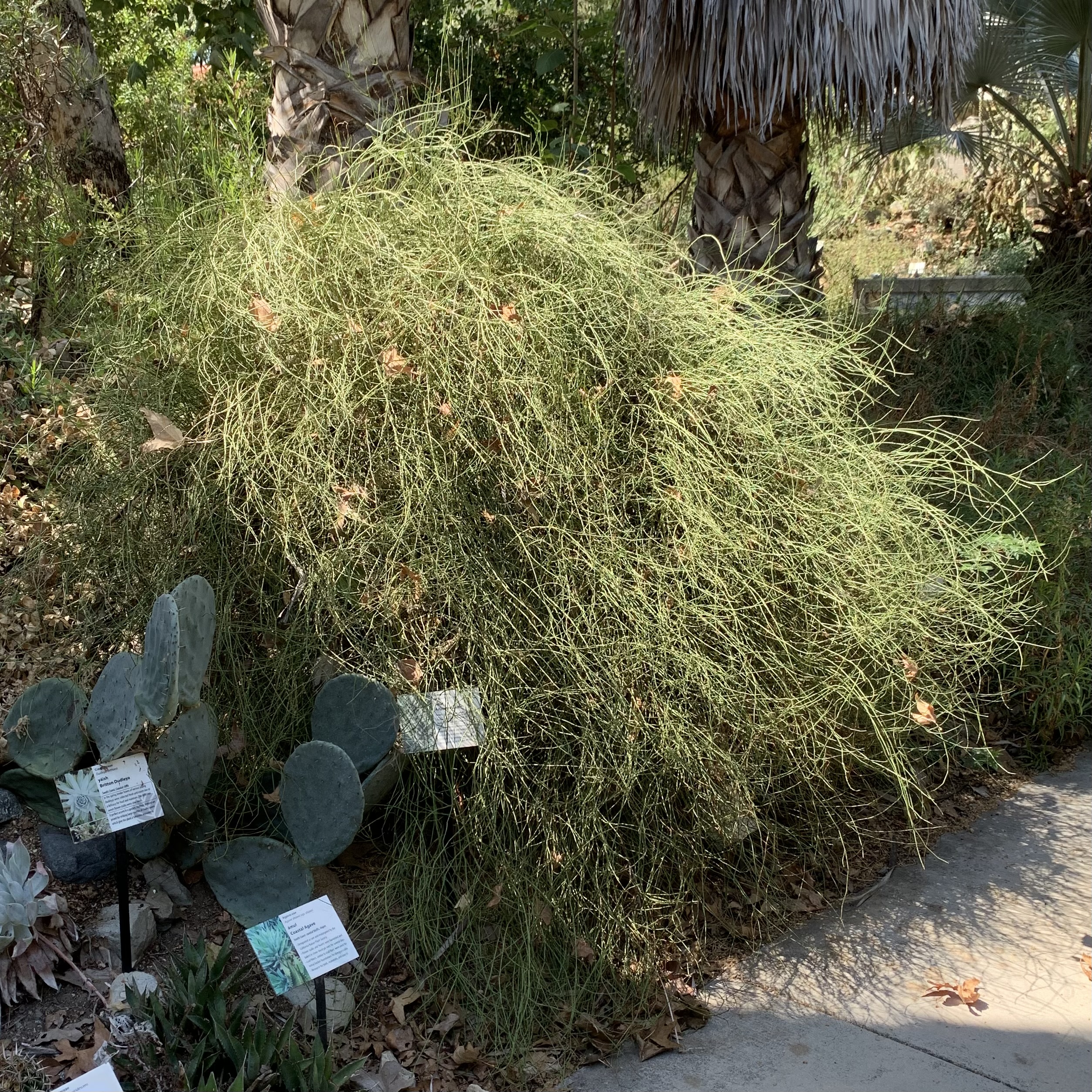 Photo of ephedra fasciculata